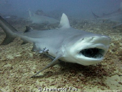 Close encounters with a Bull Shark! by Jeannette Foo 